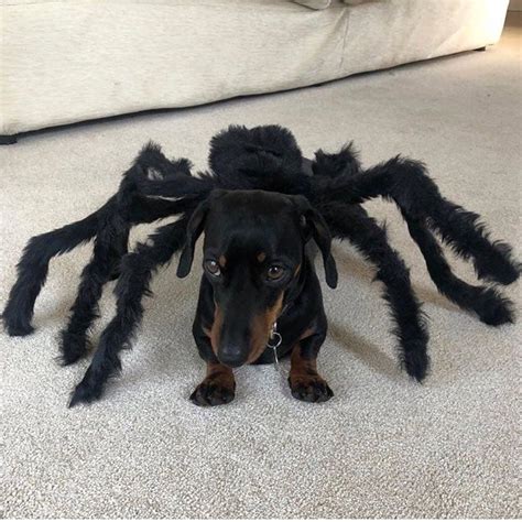 dog in halloween spider costume|dachshund spider costume.